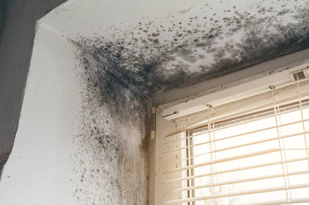 Affordable Mold Testing solutions in Concord, NC